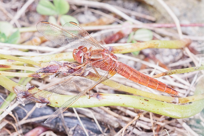 Crocothemis erythraea femmina ????